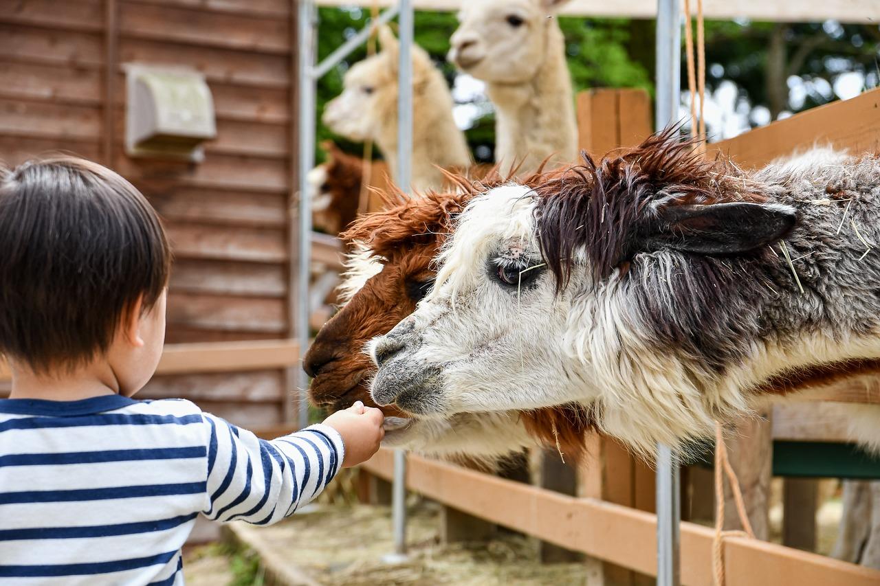 Kinderboerderij in Haarlem