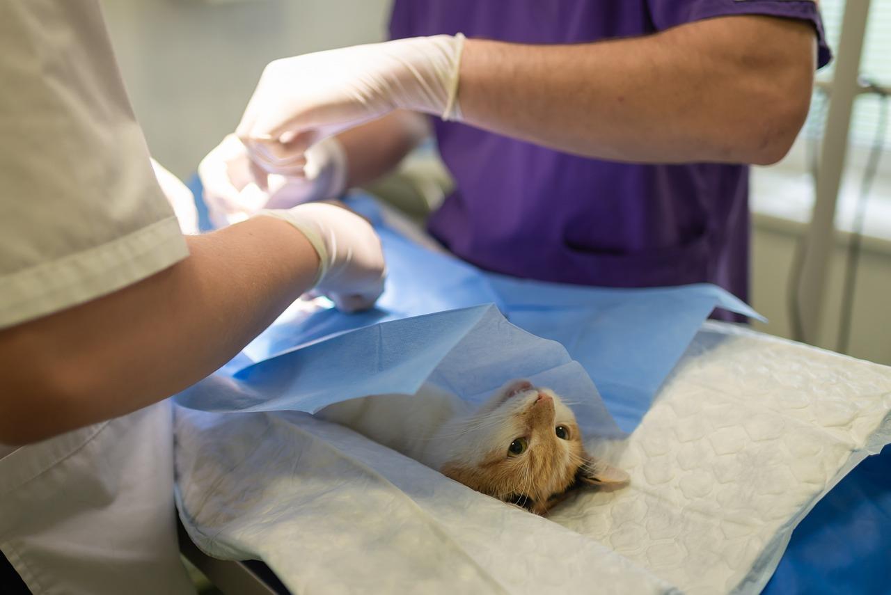 Dierenarts